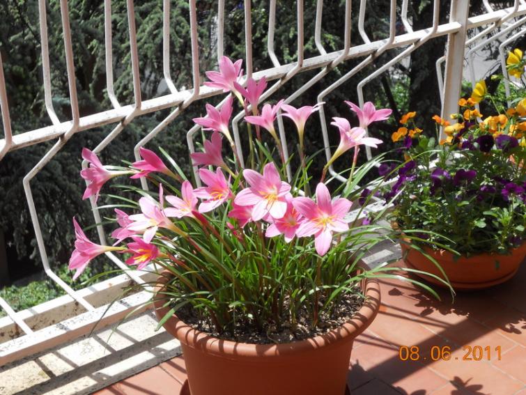 zephyranthes 5