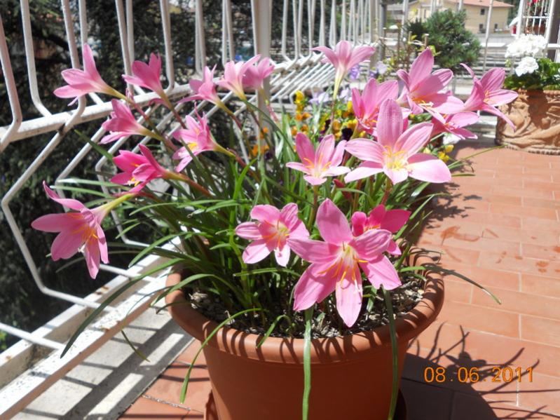 zephyranthes 6