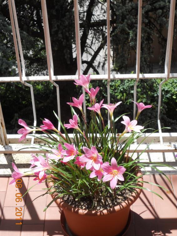 zephyranthes 7