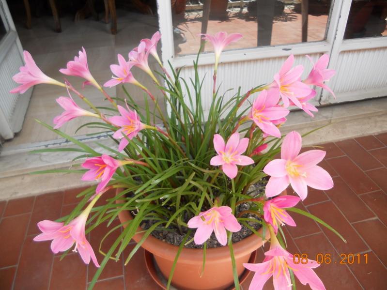 zephyranthes 8