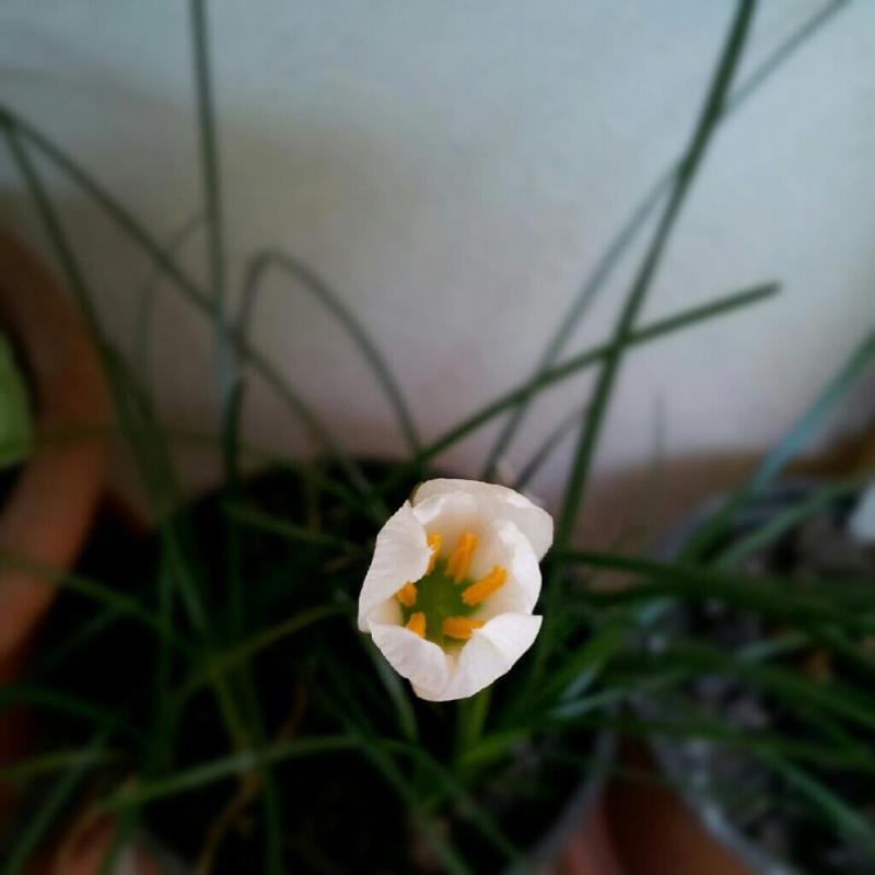 Zephyranthes candida.