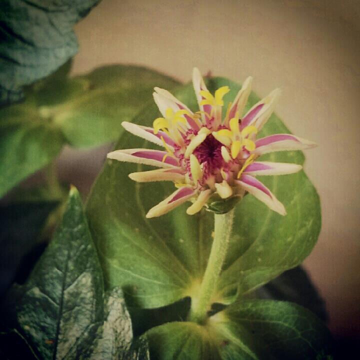 Zinnia, da seme.
