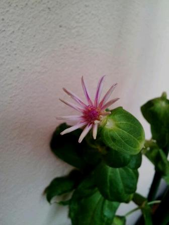 Zinnia, da seme.