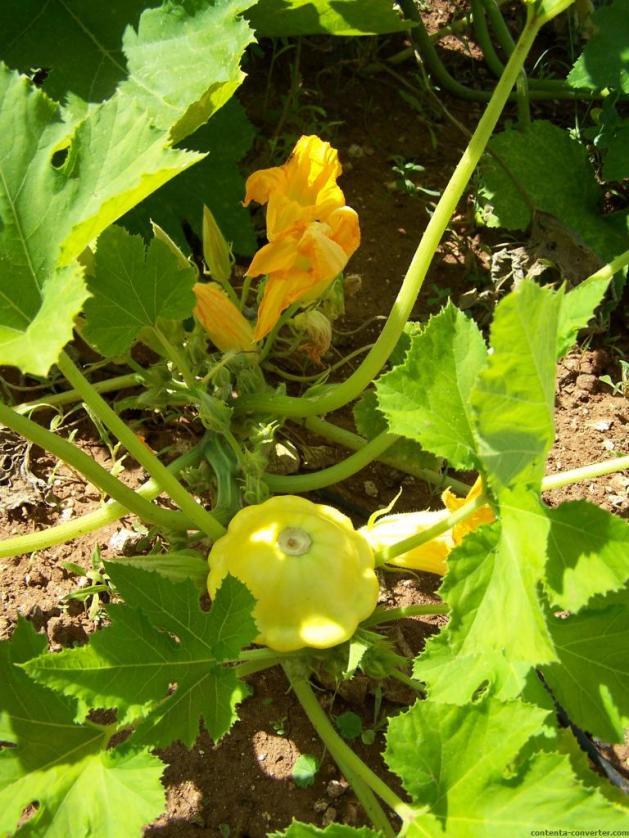 Zucca ornamentale