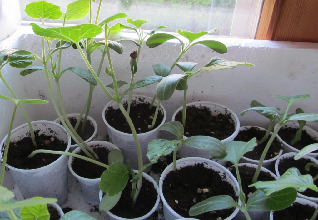 Zucche beby bottle e altre varietà asiatiche